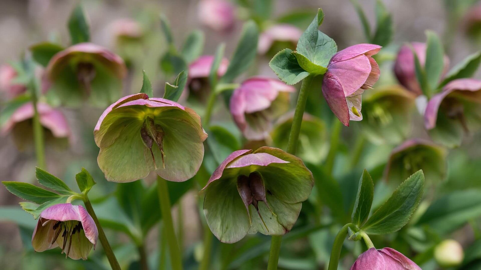 Įvairiaspalviai kaukazinio eleboro hibridų žiedai