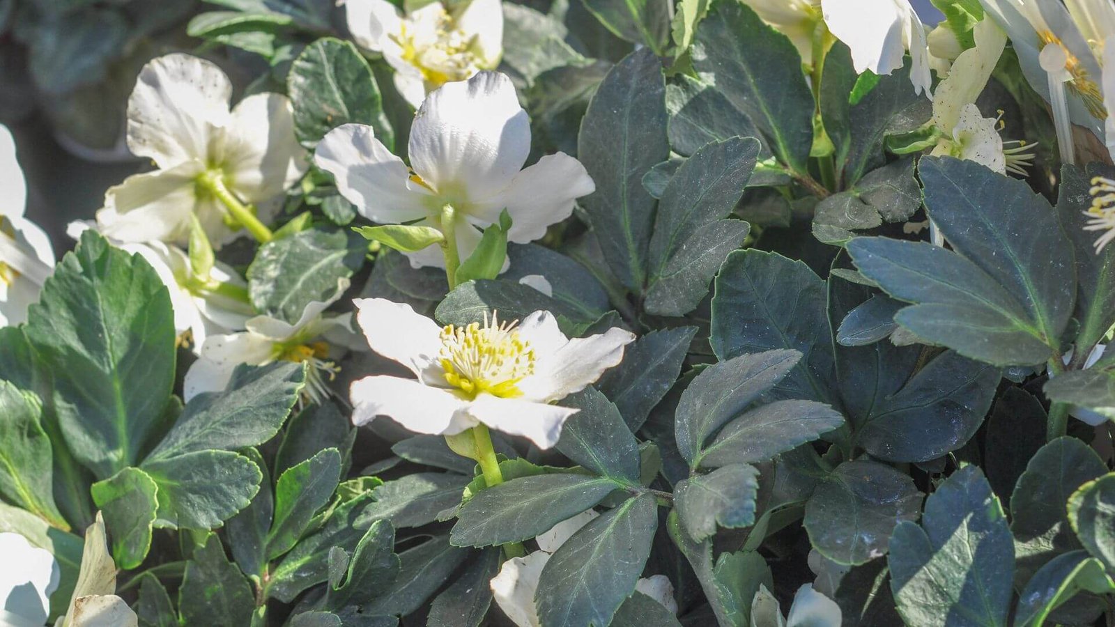 Baltažiedis eleboras su baltais žiedais ir tamsiai žaliais lapais