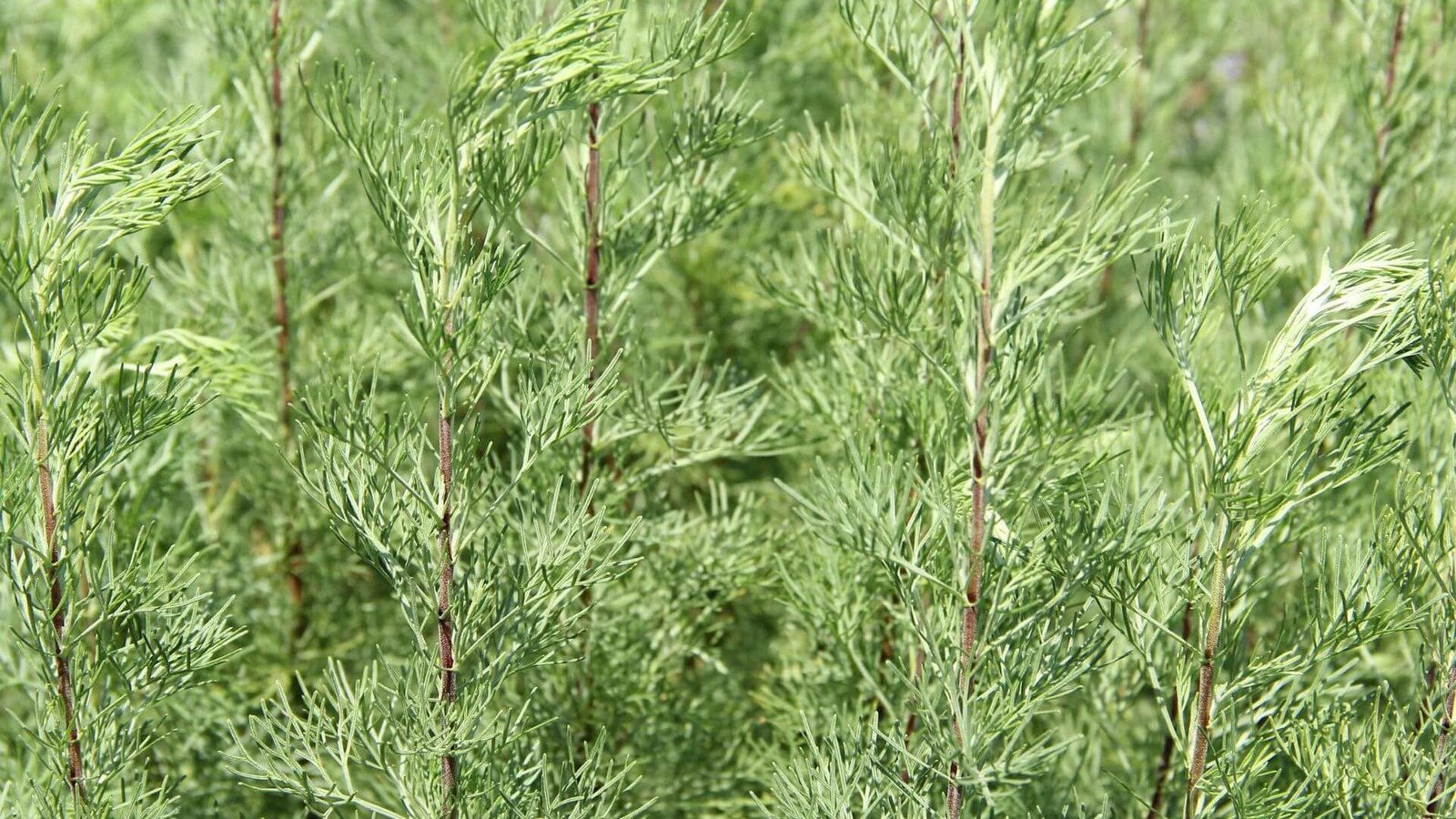 Tankus diemedžio krūmas saulėtoje vietoje