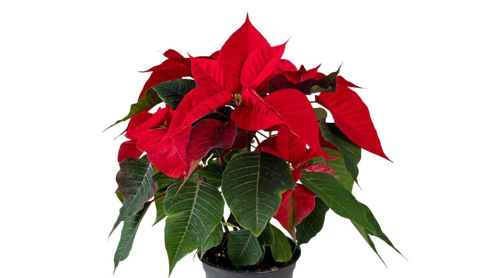 Ryškiai raudoni puansetijos pažiedlapiai