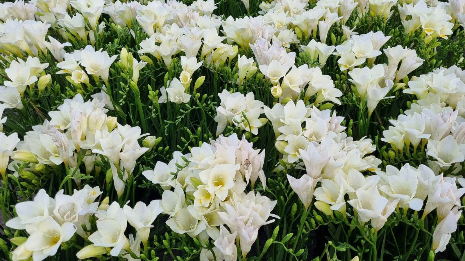 Įvairiaspalvių frezijos žiedų puokštė