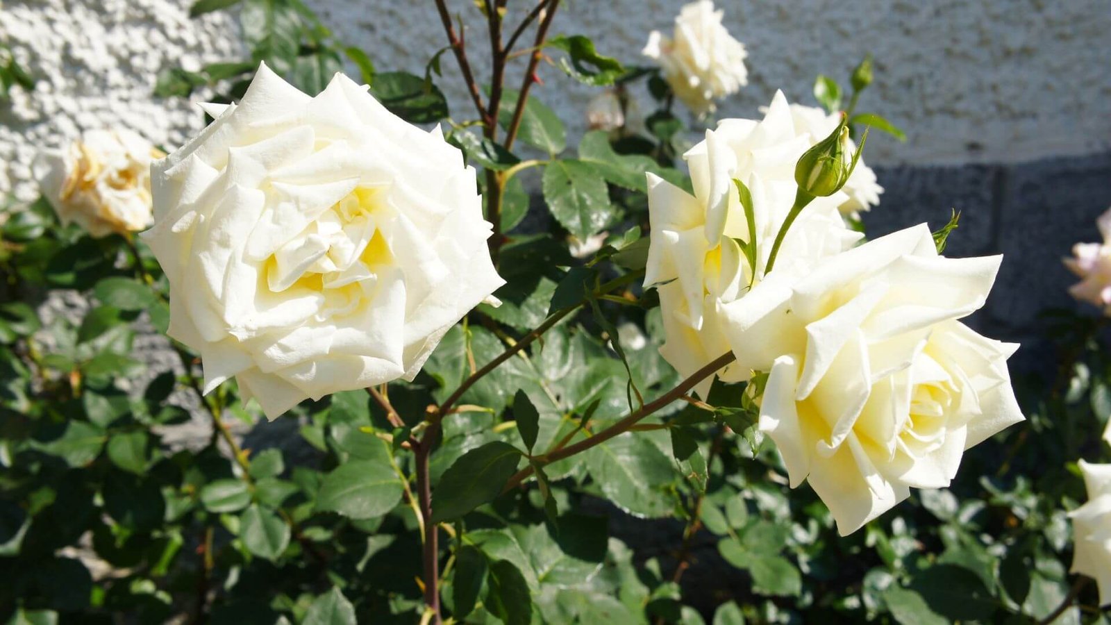 Didelis, pilnaviduris, kreminės baltos spalvos 'Ilse Krohn Superior' žiedas