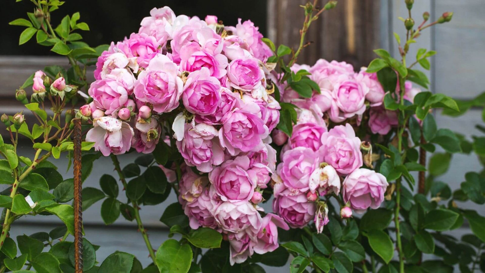 Rutulio formos, rožinių 'Jasmina' rožės žiedų kekė