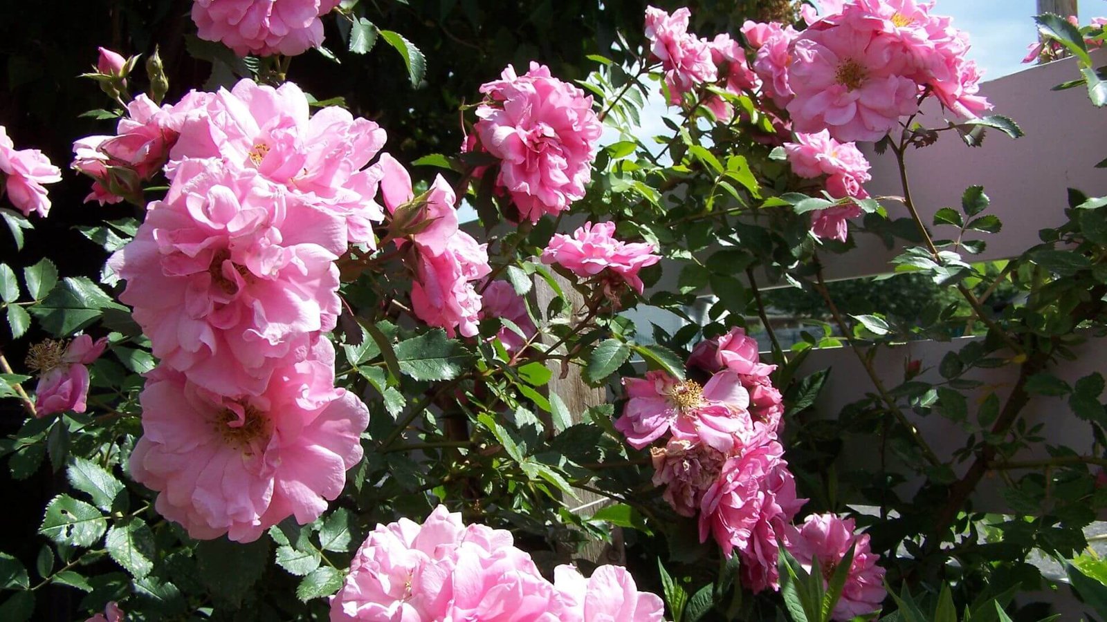 Gausiai žydintis 'John Davis' krūmas