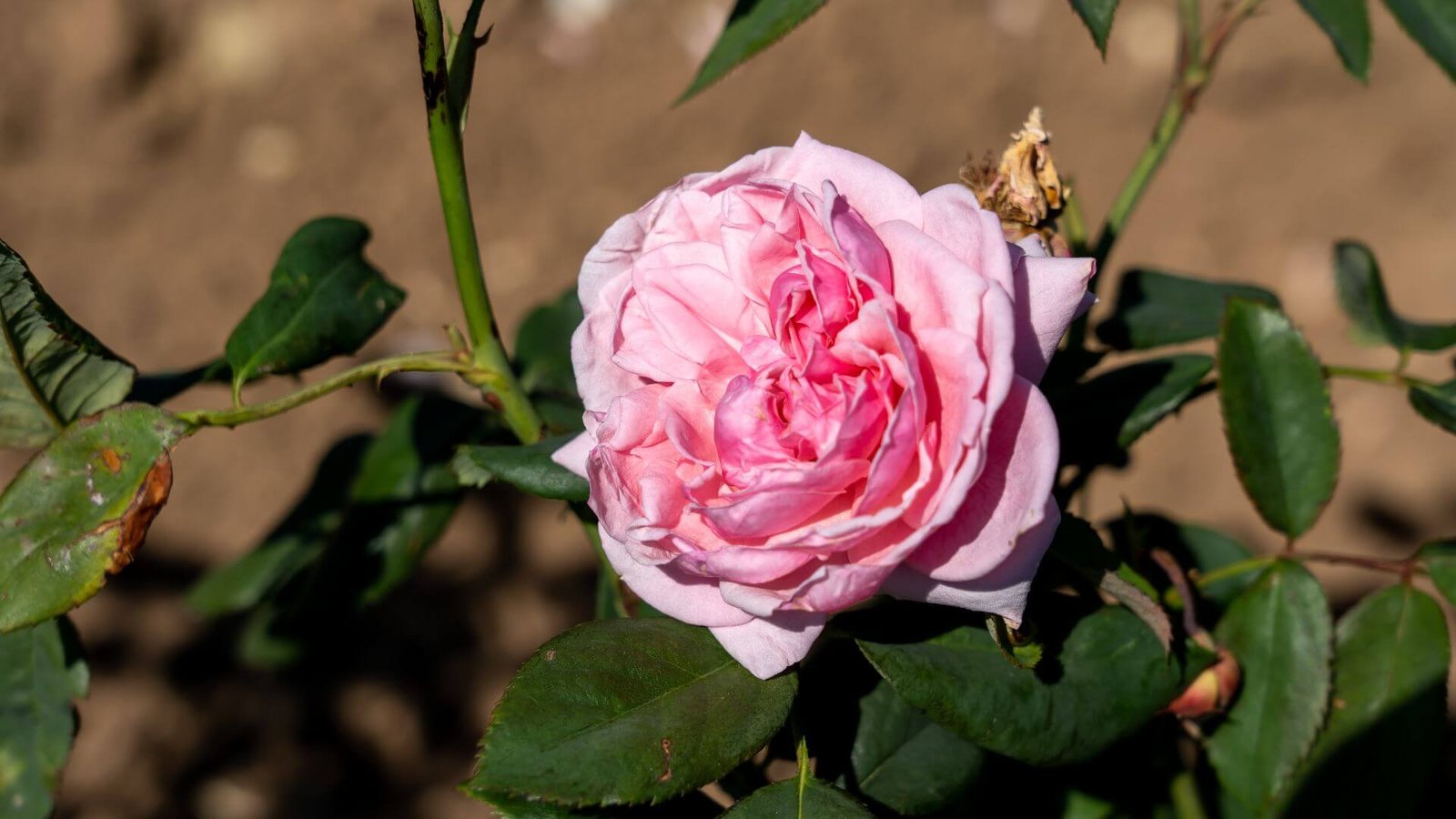 Didelis, pilnaviduris, ryškiai rožinis 'Kiss Me Kate' žiedas