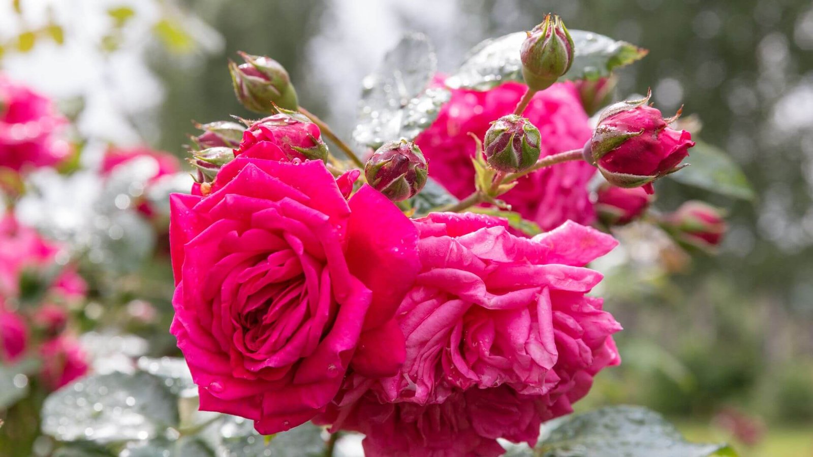 Pilnavidurių, ciklameno spalvos 'Laguna' rožės žiedų kekė