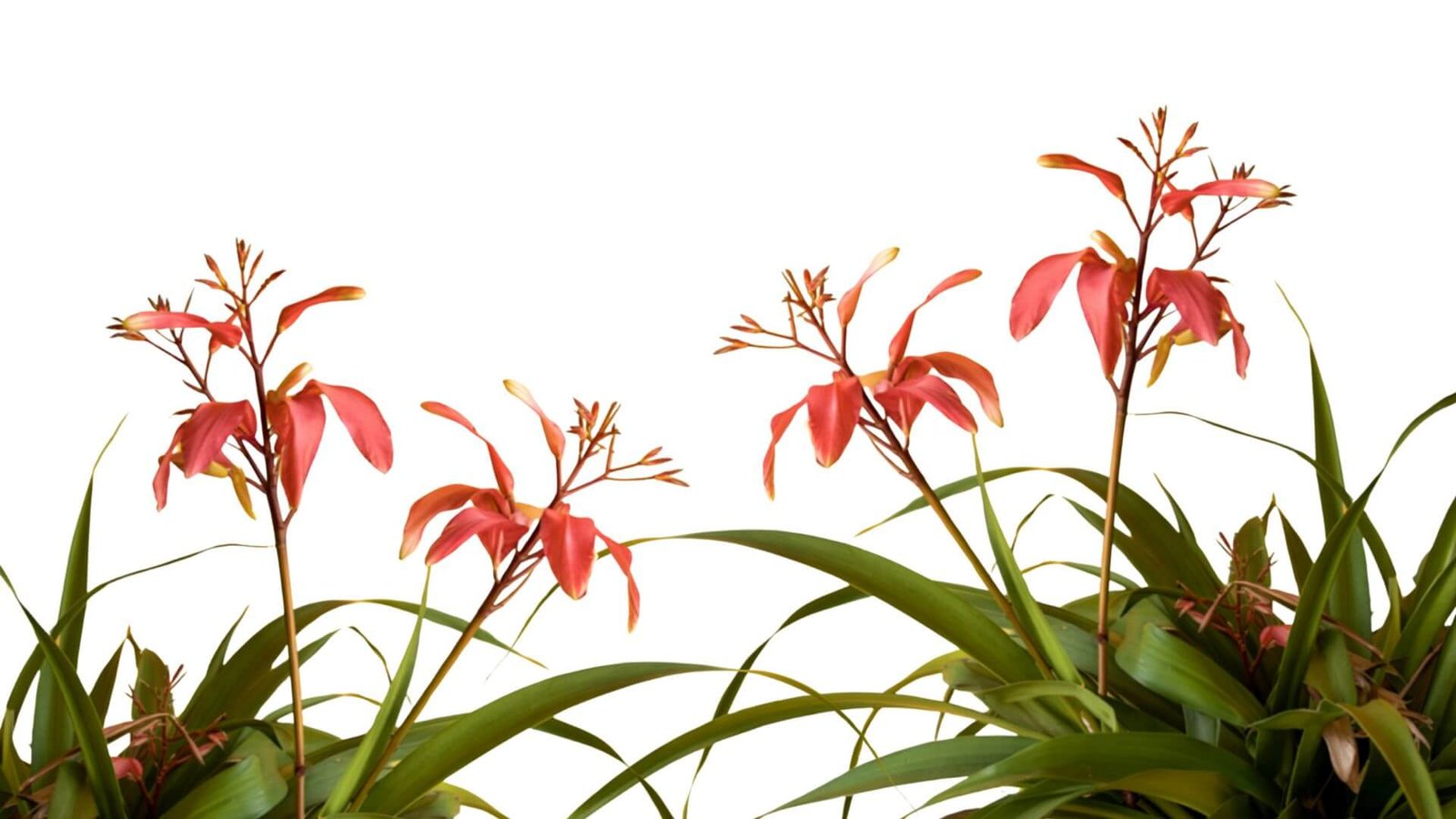 Rausvi ir žali svyrančiosios bilbergijos žiedai