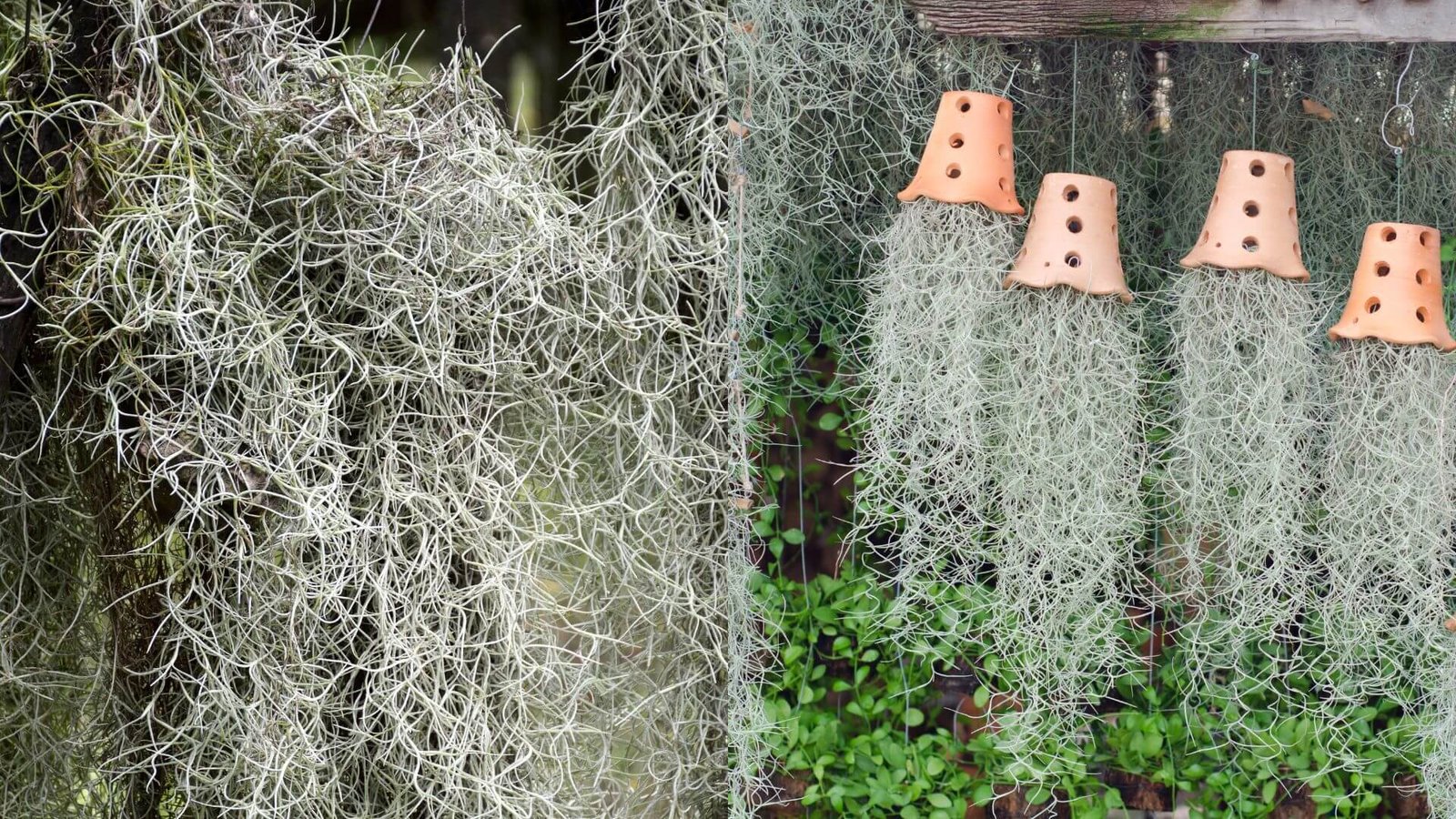 Sidabriškai pilka, siūliška kedeninės tilandsijos 'barzda'