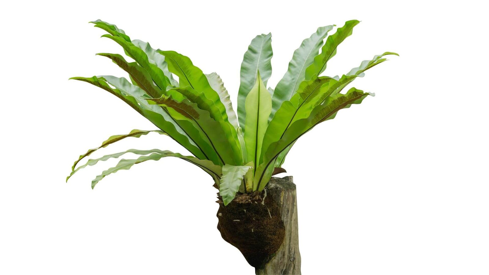 Šviesiai žali, banguoti lizdinės kalnarūtės lapai