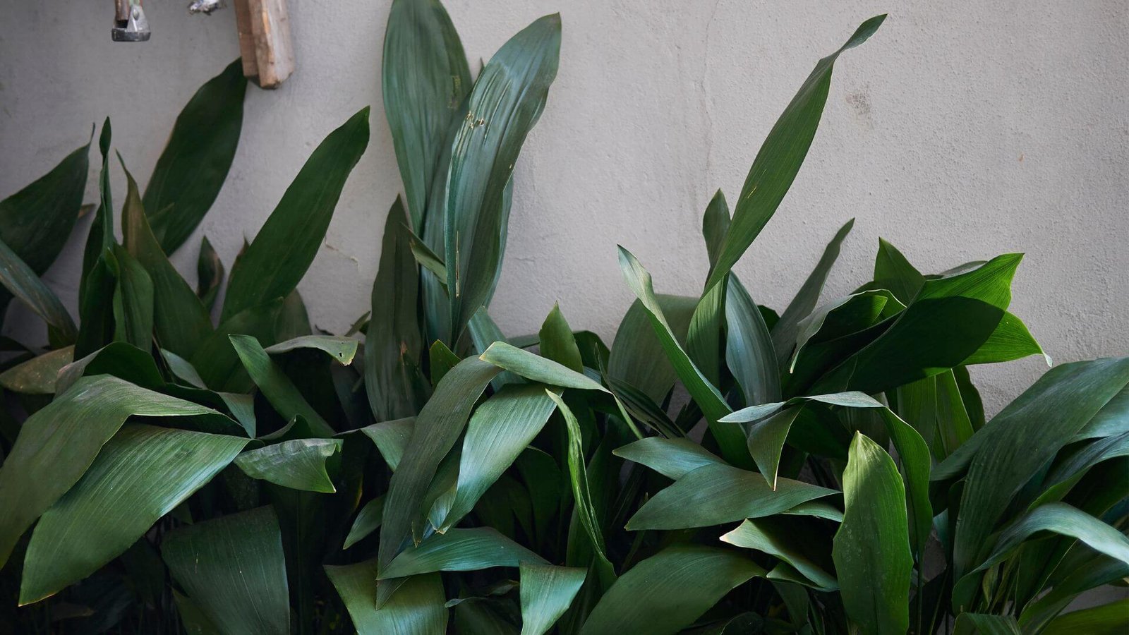 Dideli, tamsiai žali aspidistros lapai