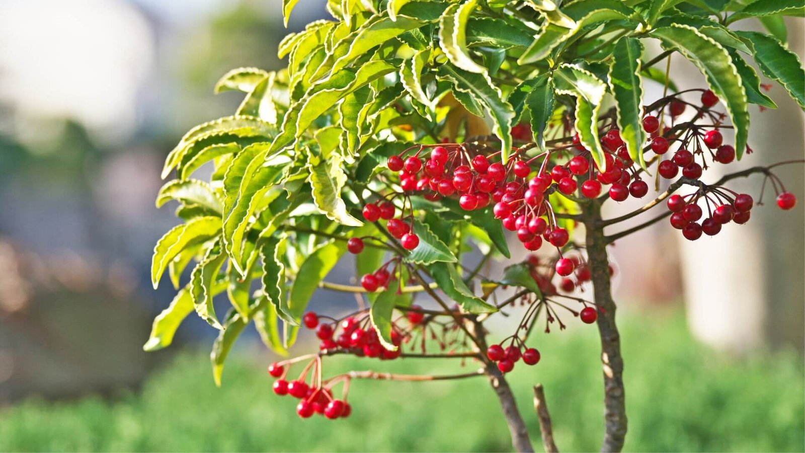 Raudonos ardizijos uogos ir tamsiai žali lapai