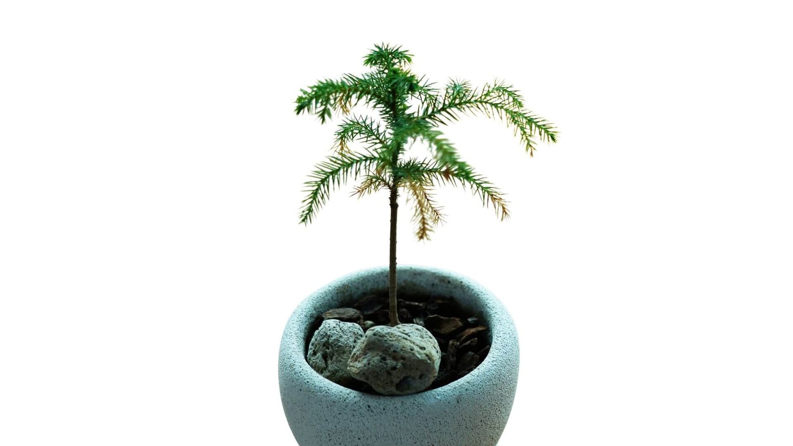 Simetriškas araukarijos medis vazone