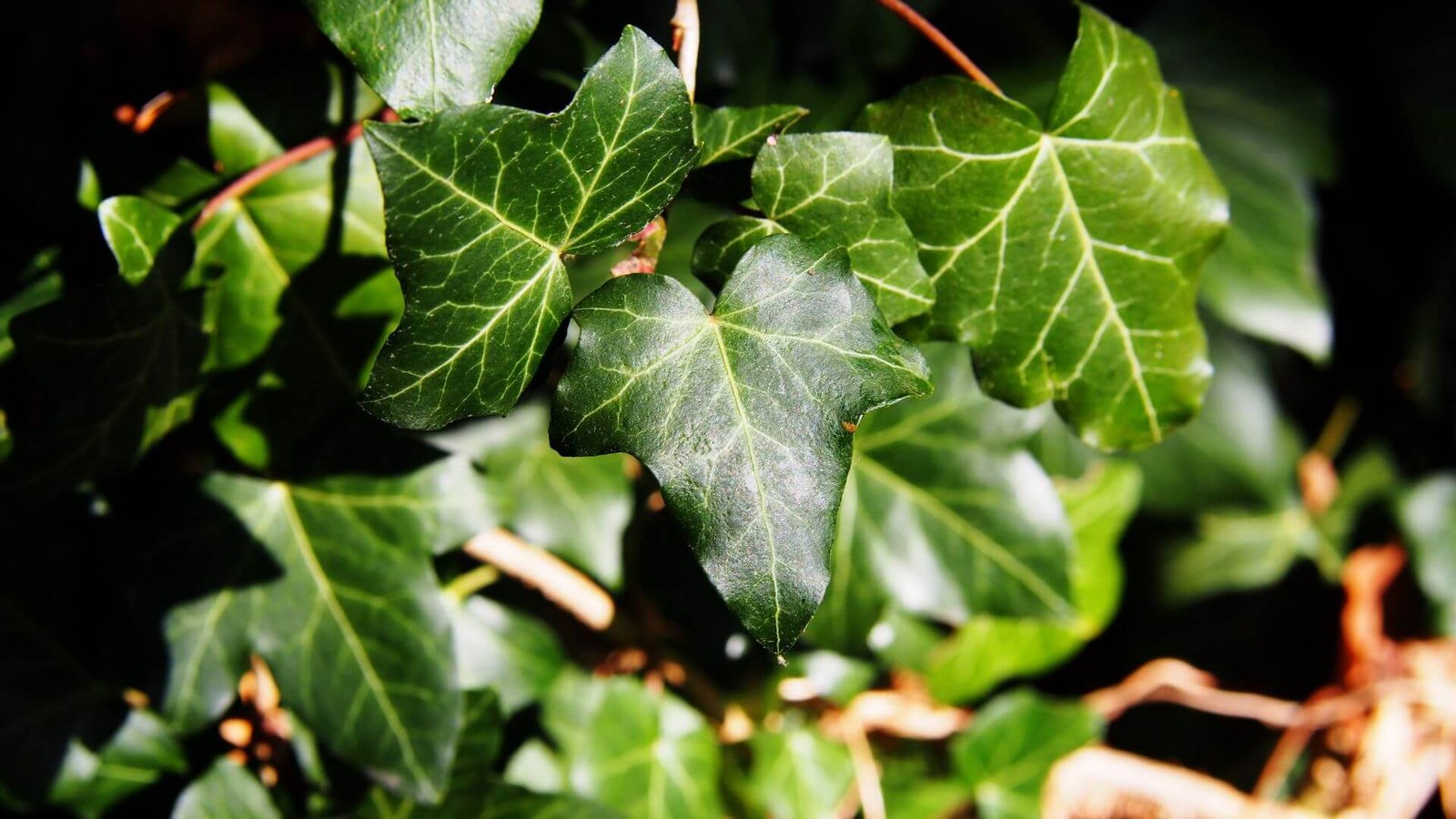 Tamsiai žali, vešlūs gebenės lapai