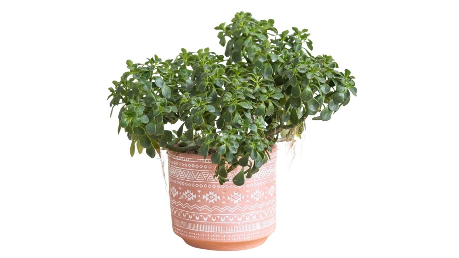 Žali, širdelės formos aichrizono lapeliai