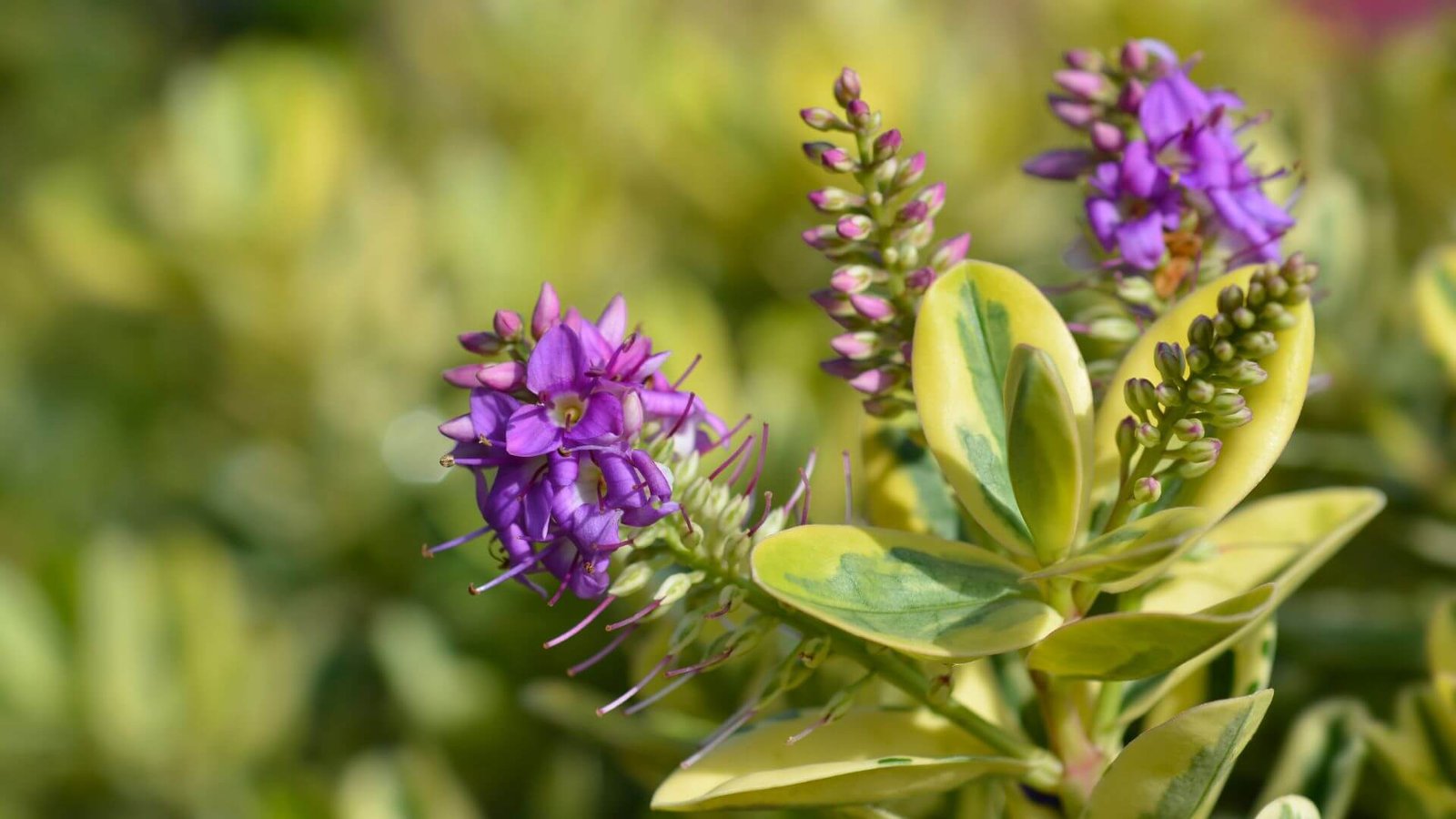 Violetinis hebės žiedynas Hebės krūmas su margais lapais ir violetiniais žiedais