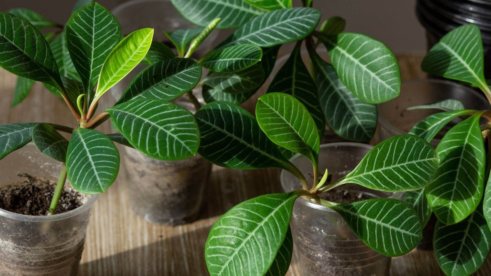 Tamsiai žalias lapas su baltomis gyslomis