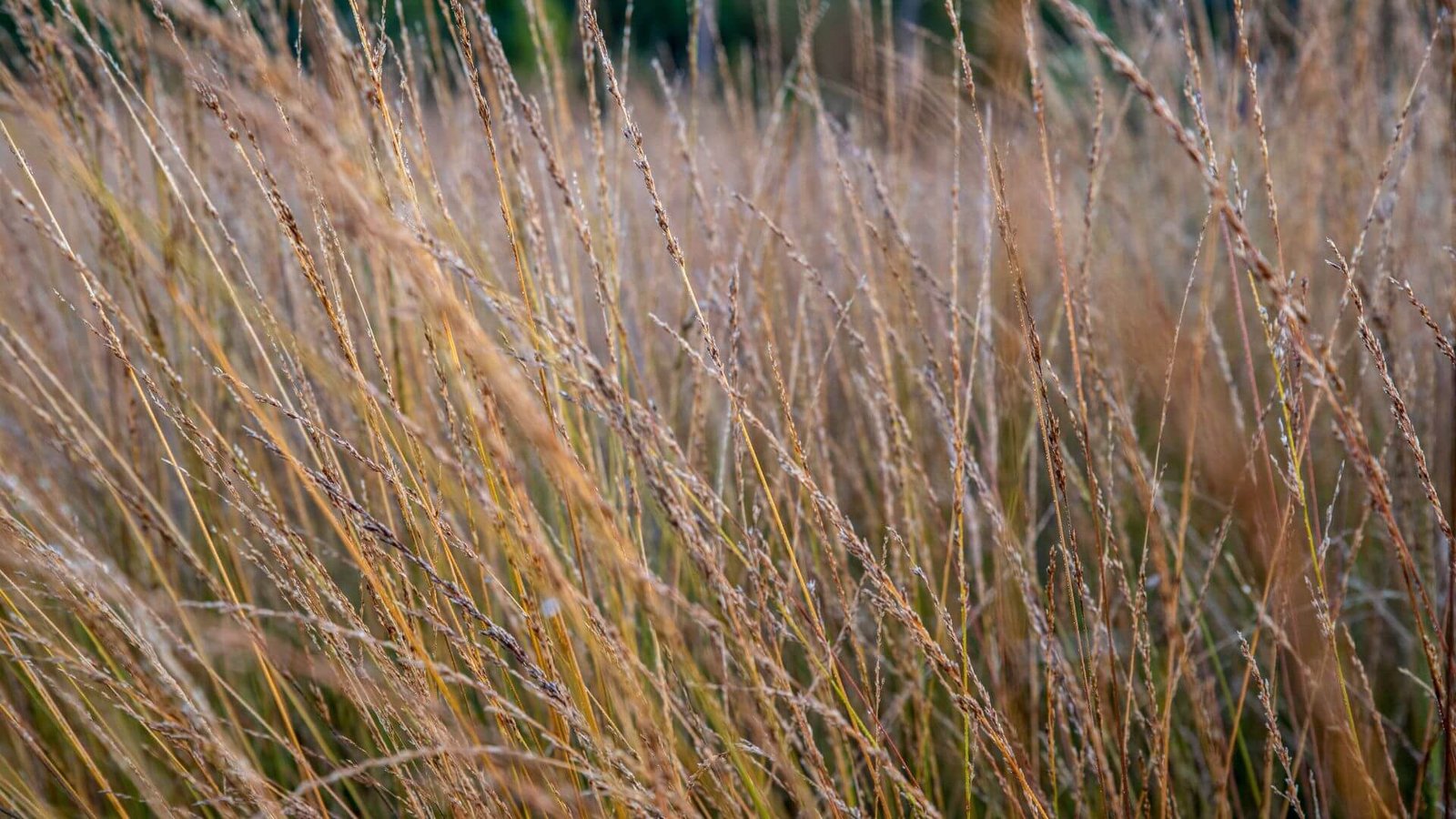 Auksinės spalvos melvenės lapai ir stiebai rudenį