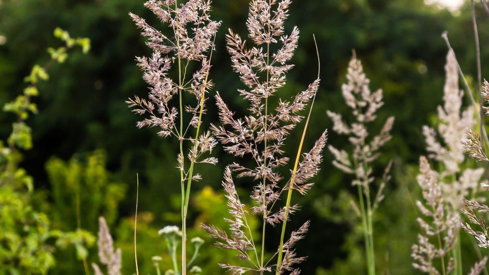 Aukšti, ažūriški melvenės ‘Transparent’ žiedynai saulėlydyje