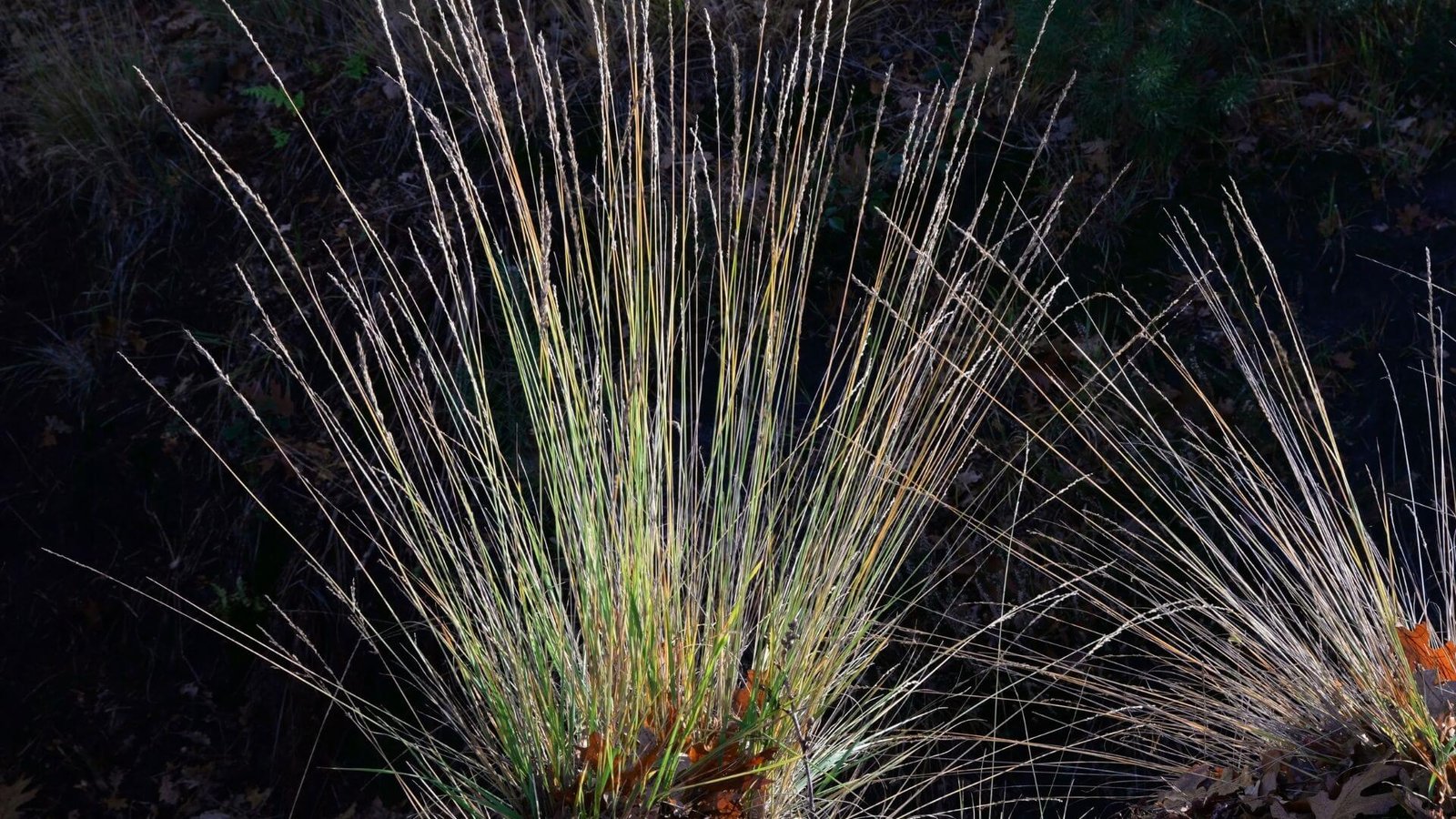 Auksine spalva nusidažęs status melvenės ‘Torch’ keras