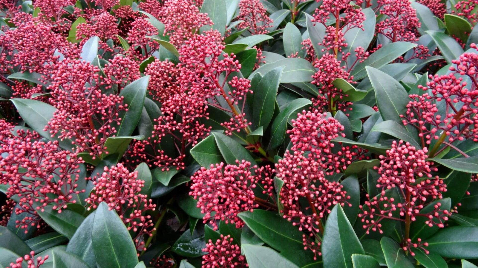 Skimijos krūmas su tamsiai žaliais lapais ir raudonomis uogomis