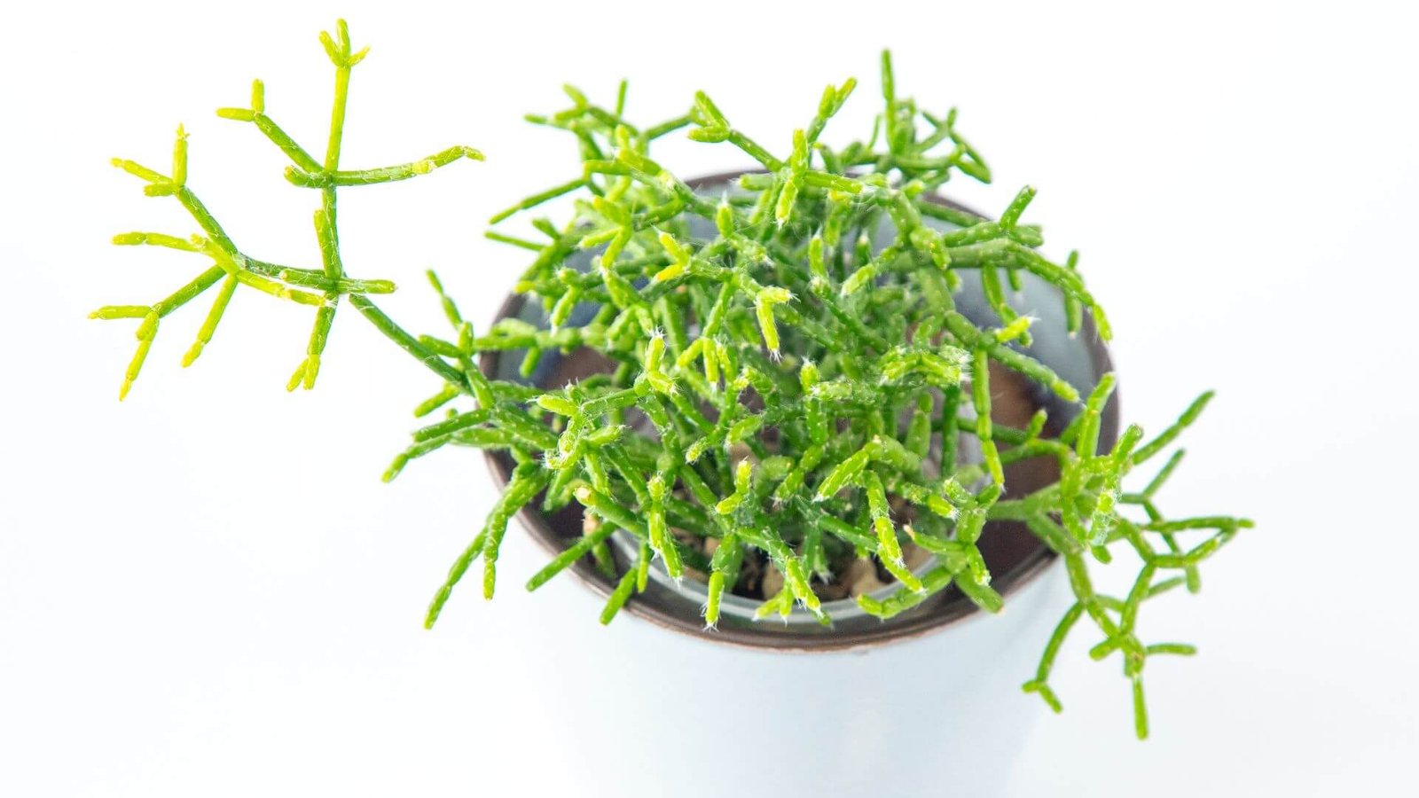 Žali, ploni, svyrantys ripsalio stiebeliai