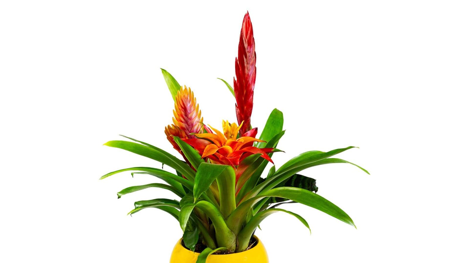 Bromelijos augalas su ryškia viršūne