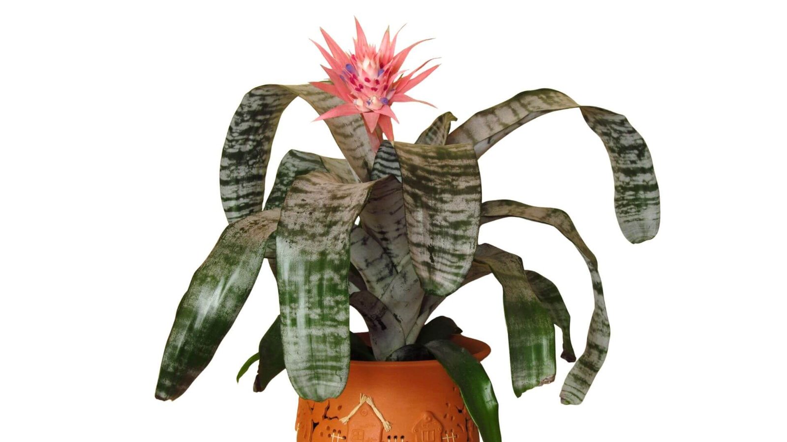 Echmėjos augalas su rožiniu žiedynu ir pilkšvai žaliais lapais