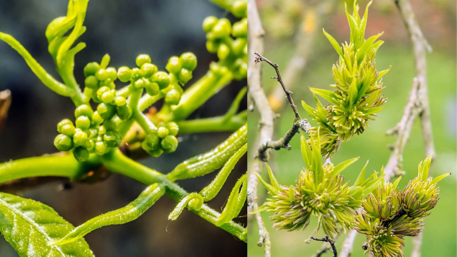 Eukomijos medis parke