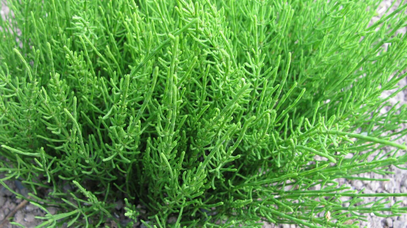 Žalias, į eglutę panašus vasarinis dirvinio asiūklio ūglis