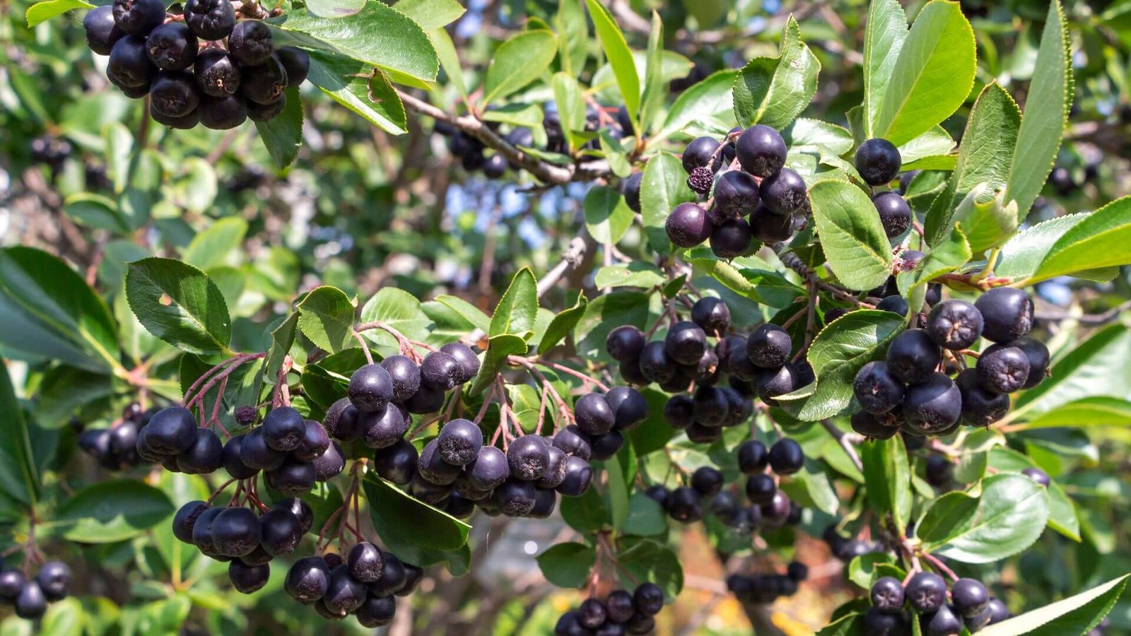 Juodų, blizgių aronijos uogų kekė ant šakelės