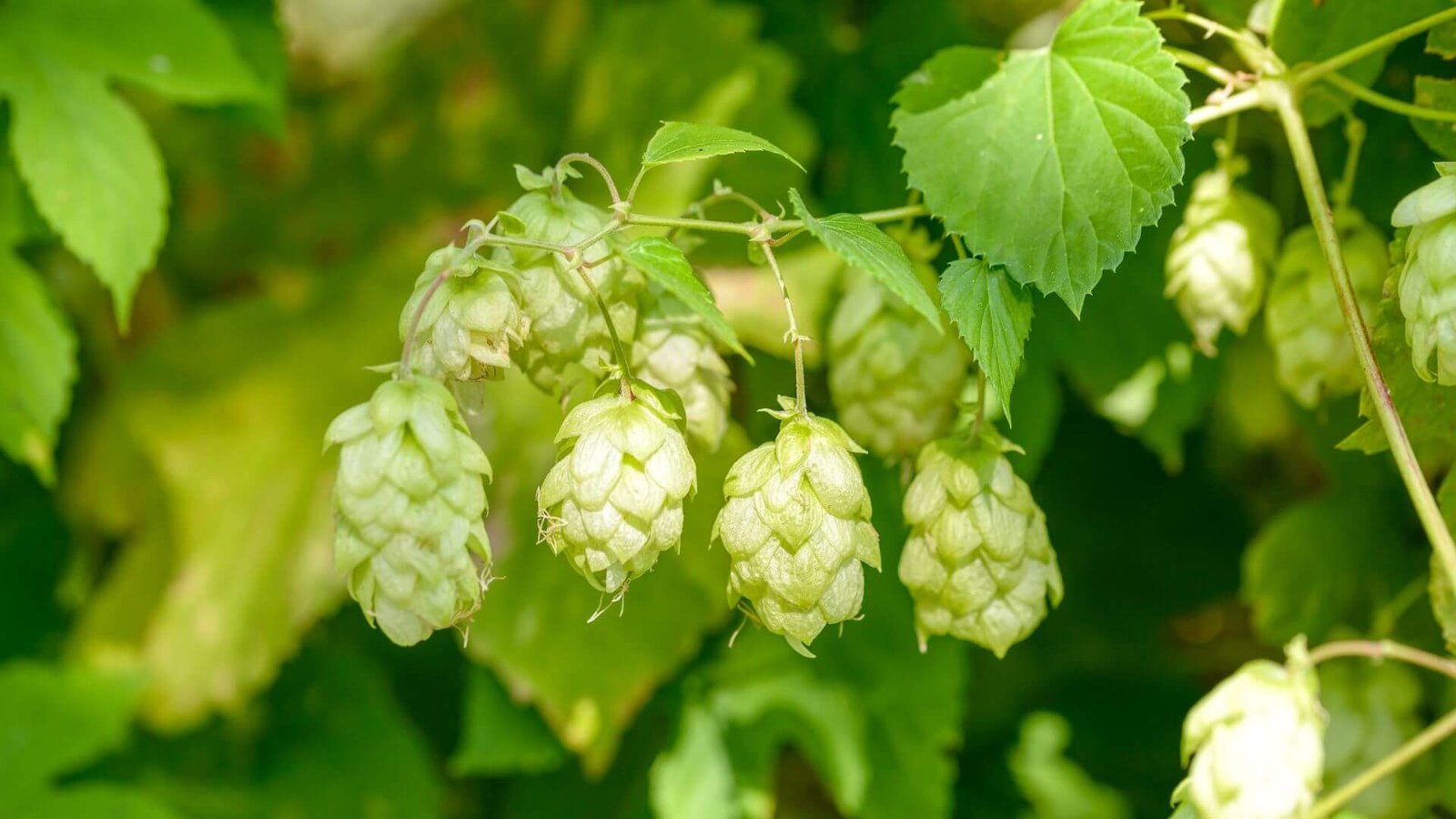 Žali paprastojo apynio spurgai ant vijoklinio stiebo