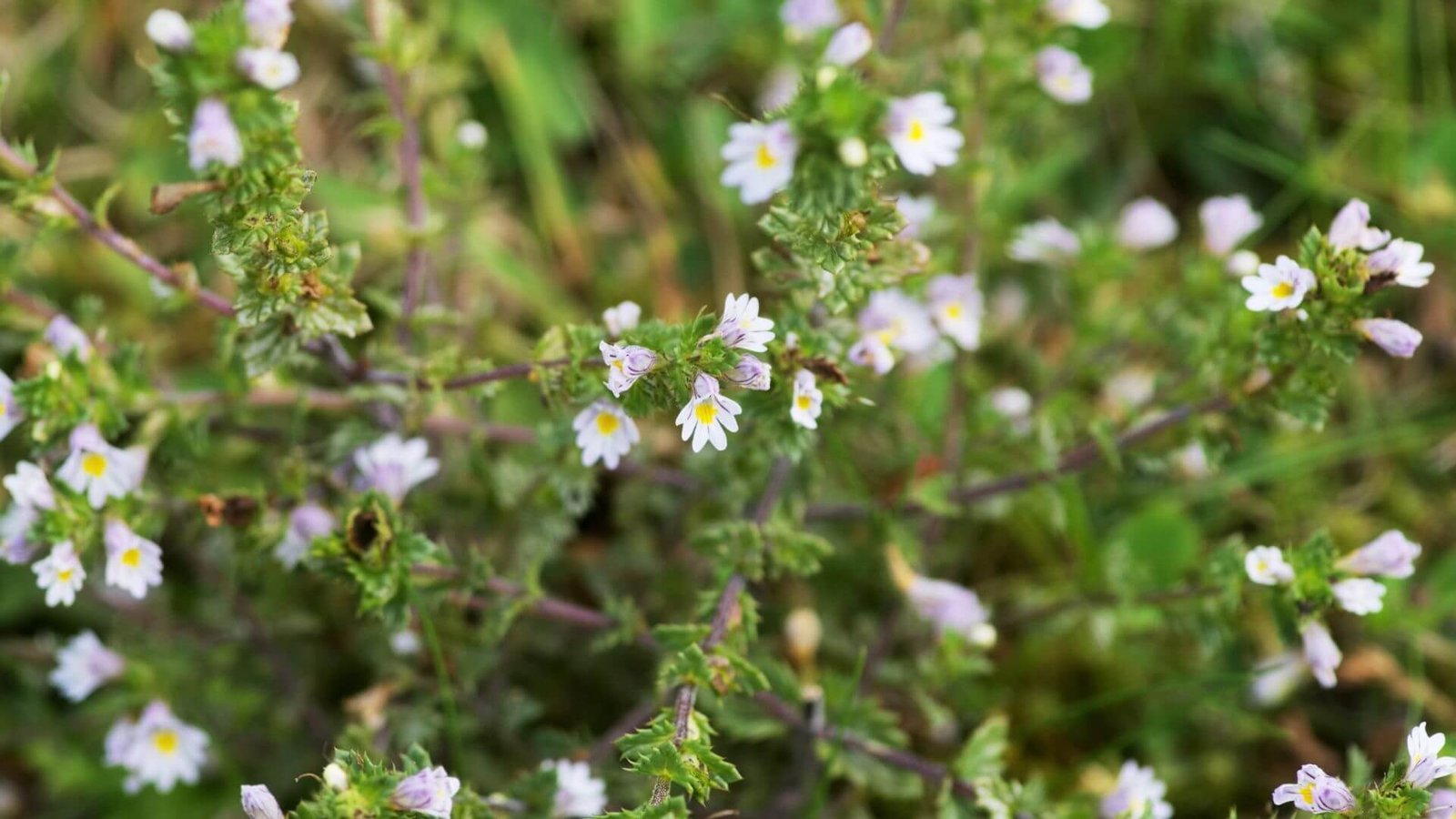 Paprastosios akišveitės žiedas Smulkūs, balti su violetiniais dryželiais akišveitės žiedai