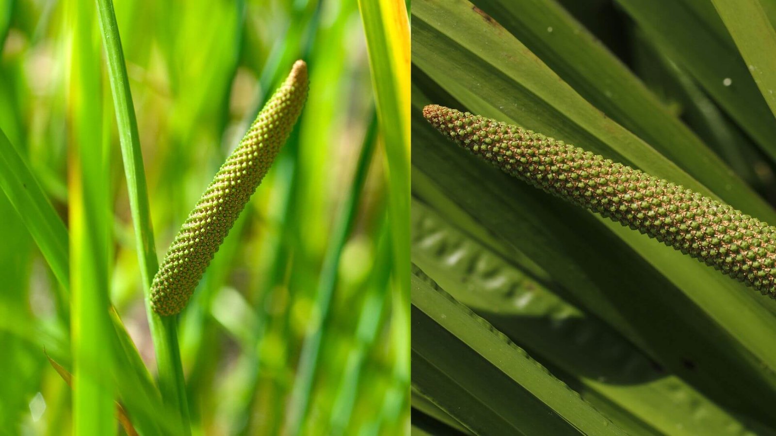 Žalsva balinio ajero žiedo burbuolė ir kardo formos lapai