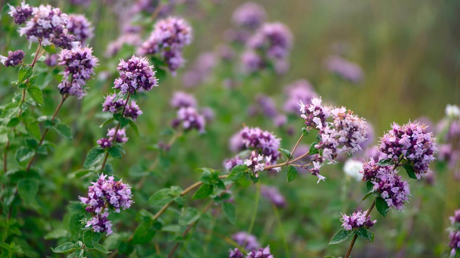 Rausvai violetiniai raudonėlio žiedai