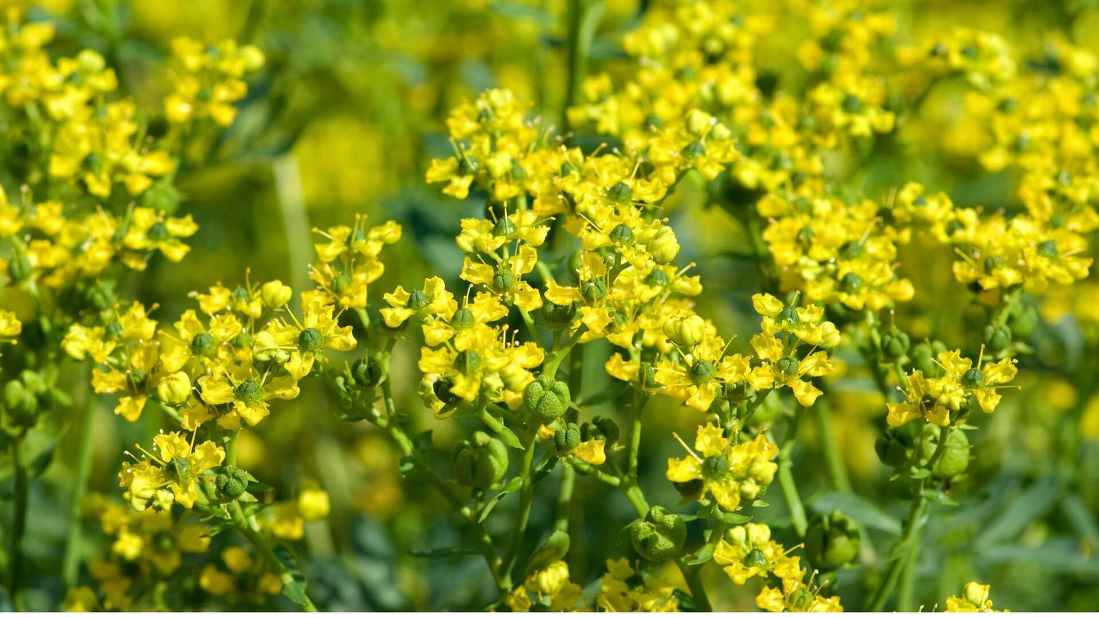 Melsvai žali, plunksniški rūtos lapai