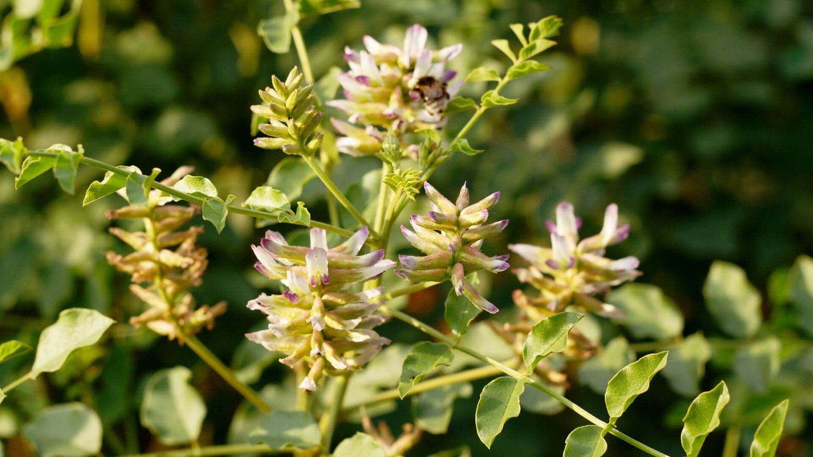 Melsvai violetiniai saldymedžio žiedai