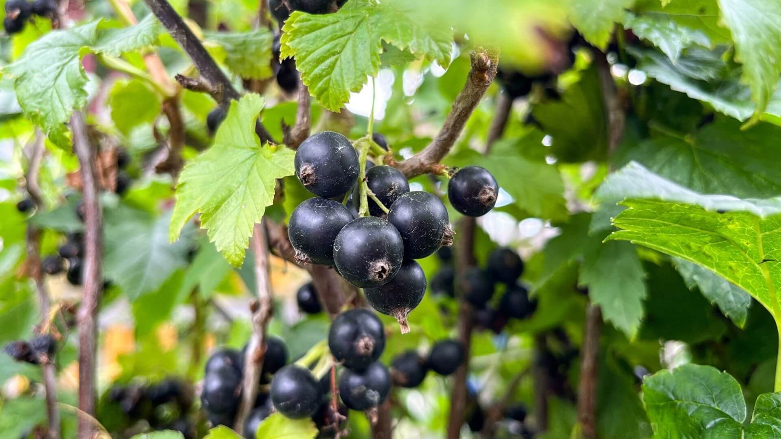 Juodų, blizgių serbentų uogų kekė