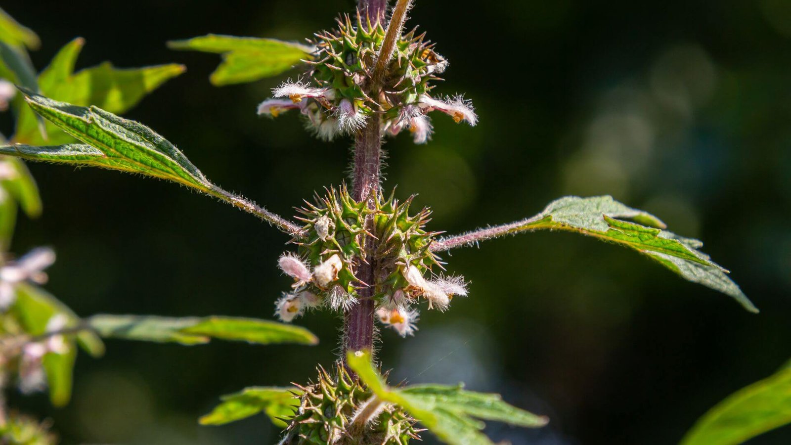 Rožiniai, plaukuoti sukatžolės žiedai ant stiebo
