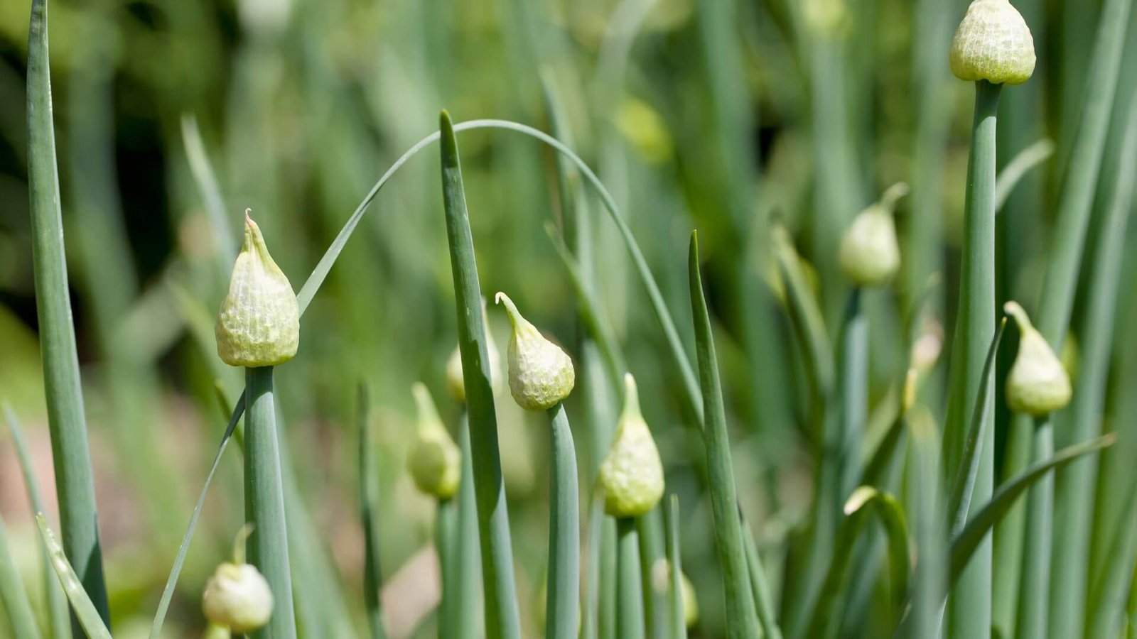Geltonlukštė svogūno ropelė