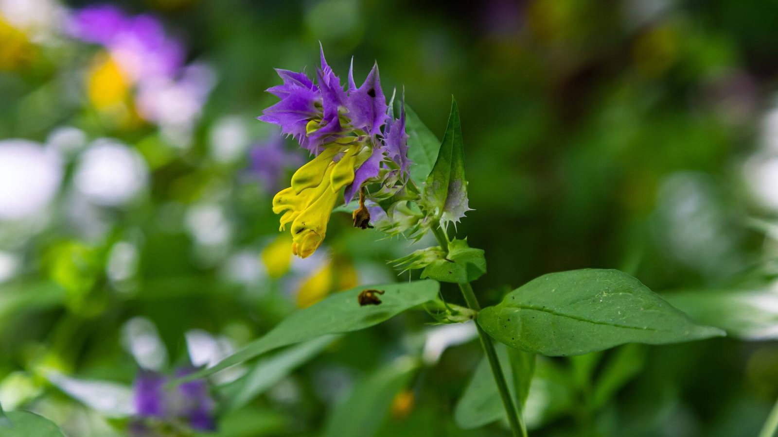 Krūminio kūpolio žiedai ir lapai Geltoni kūpolio žiedai ir violetiniai viršutiniai lapai