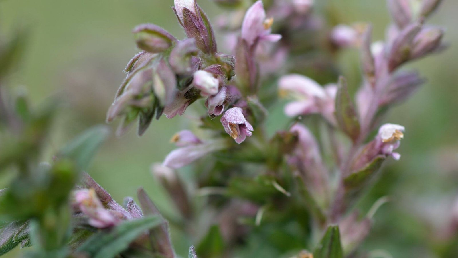 Skėstuko žiedai Smulkūs, rausvi skėstuko žiedai