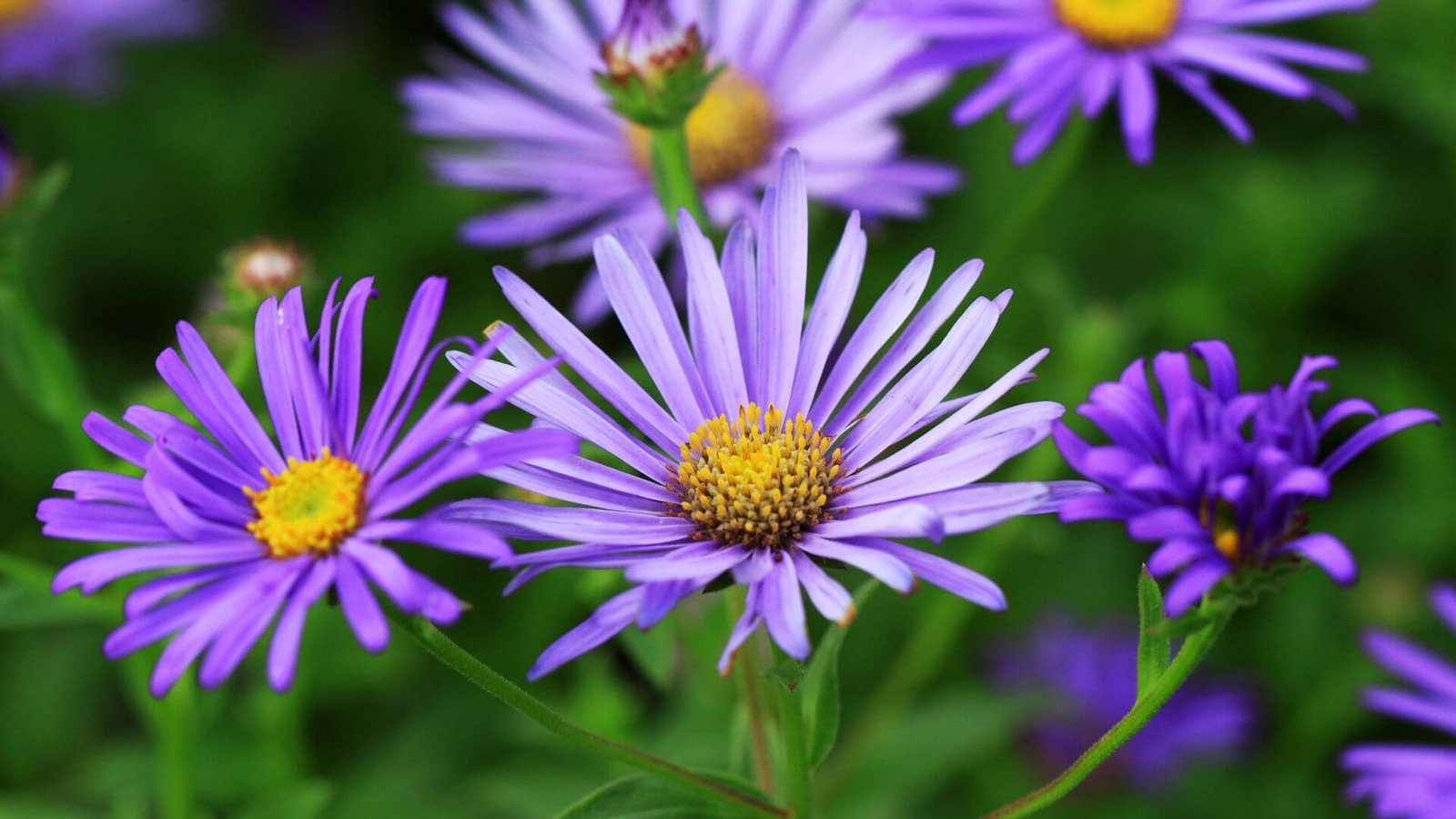 Šviesiai melsvi kalimerio 'Blue Star' žiedai