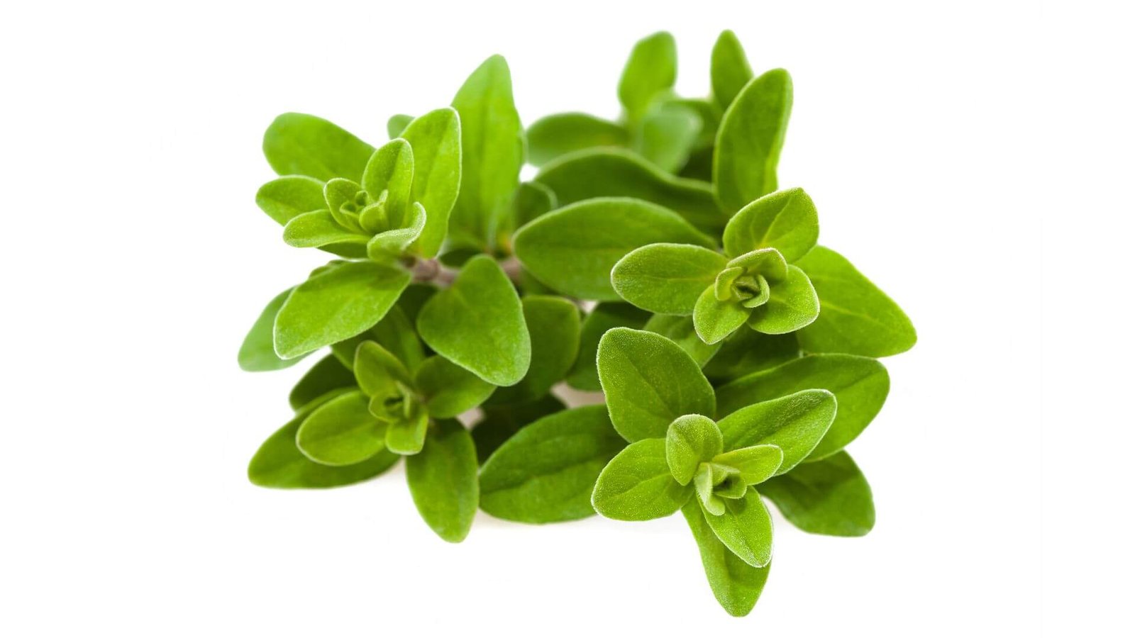 Šviežio, žalio mairūno šakelė su lapeliais