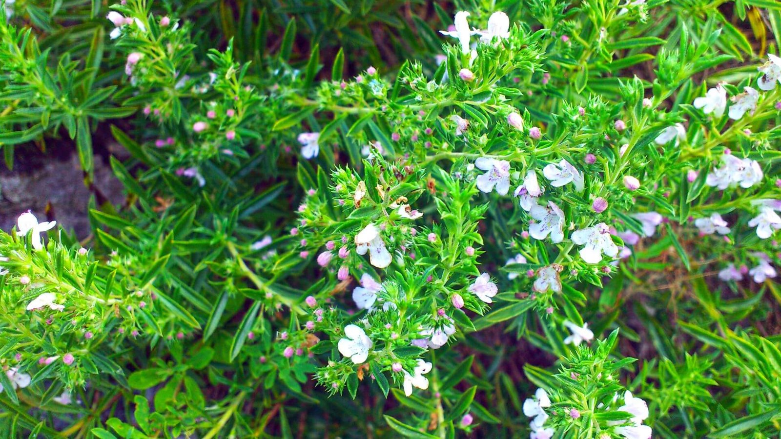 Žydintis kalninio dašio keras