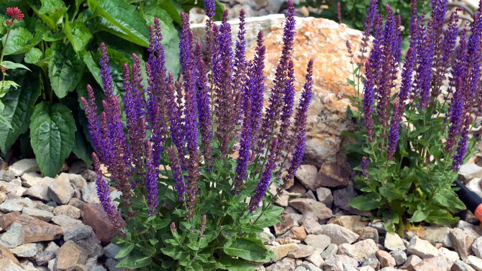 Violetinės gojinio šalavijo žiedų varpos