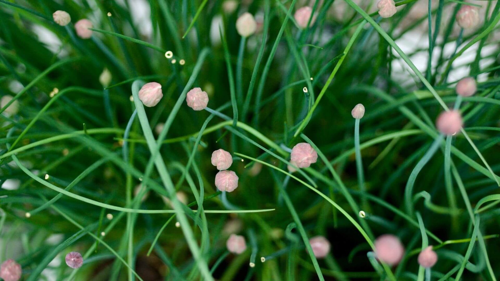 Alyvinės spalvos, apvalūs laiškinio česnako žiedai