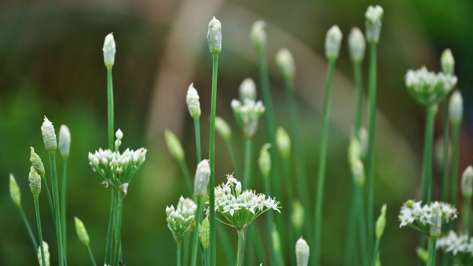 Balti, žvaigždės formos gumbinio česnako žiedai