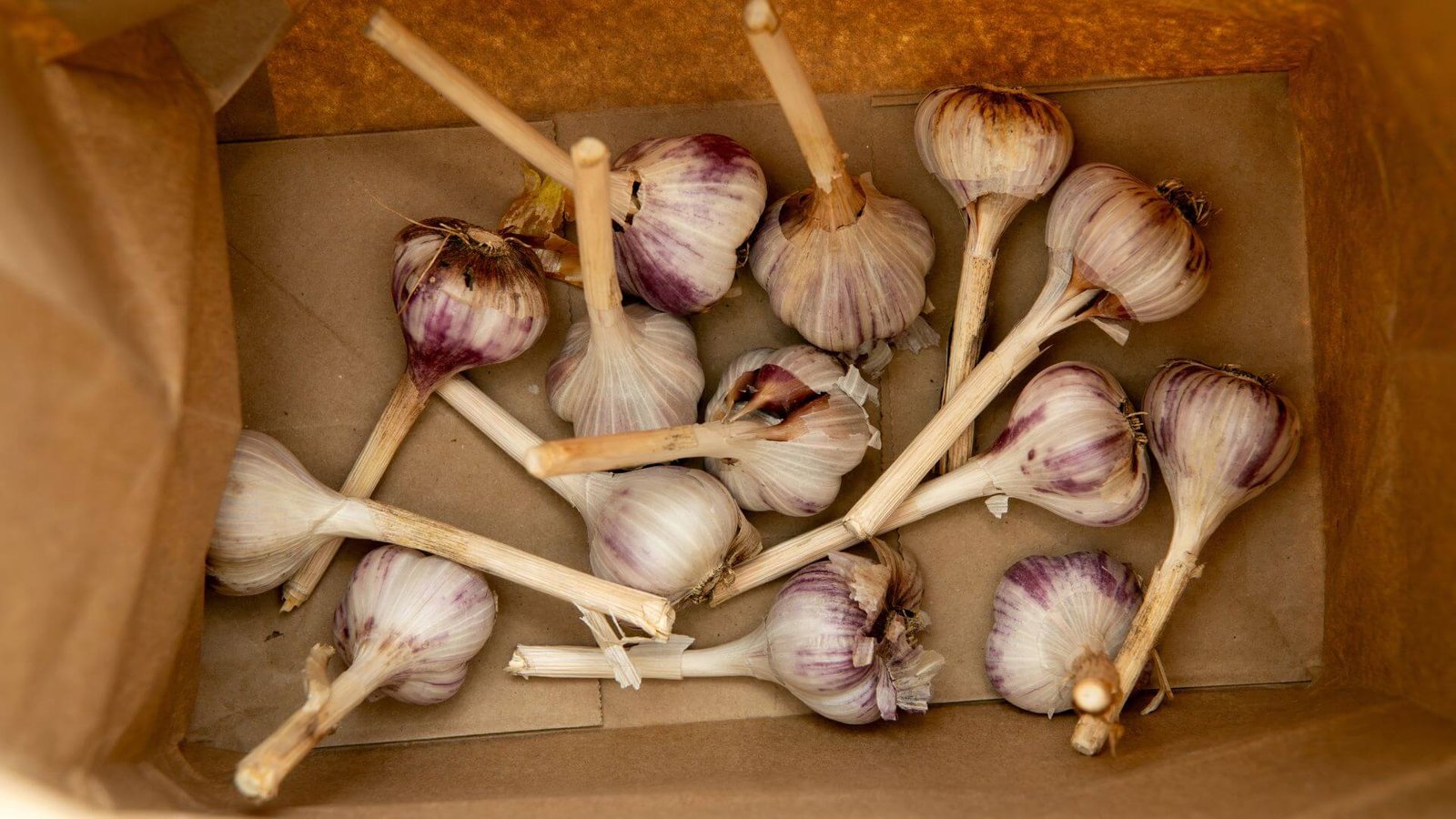 Balta česnako galvutė, padalinta į atskiras skilteles