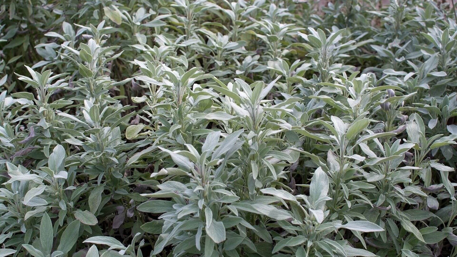 Pilkšvai žali, pūkuoti vaistinio šalavijo lapai