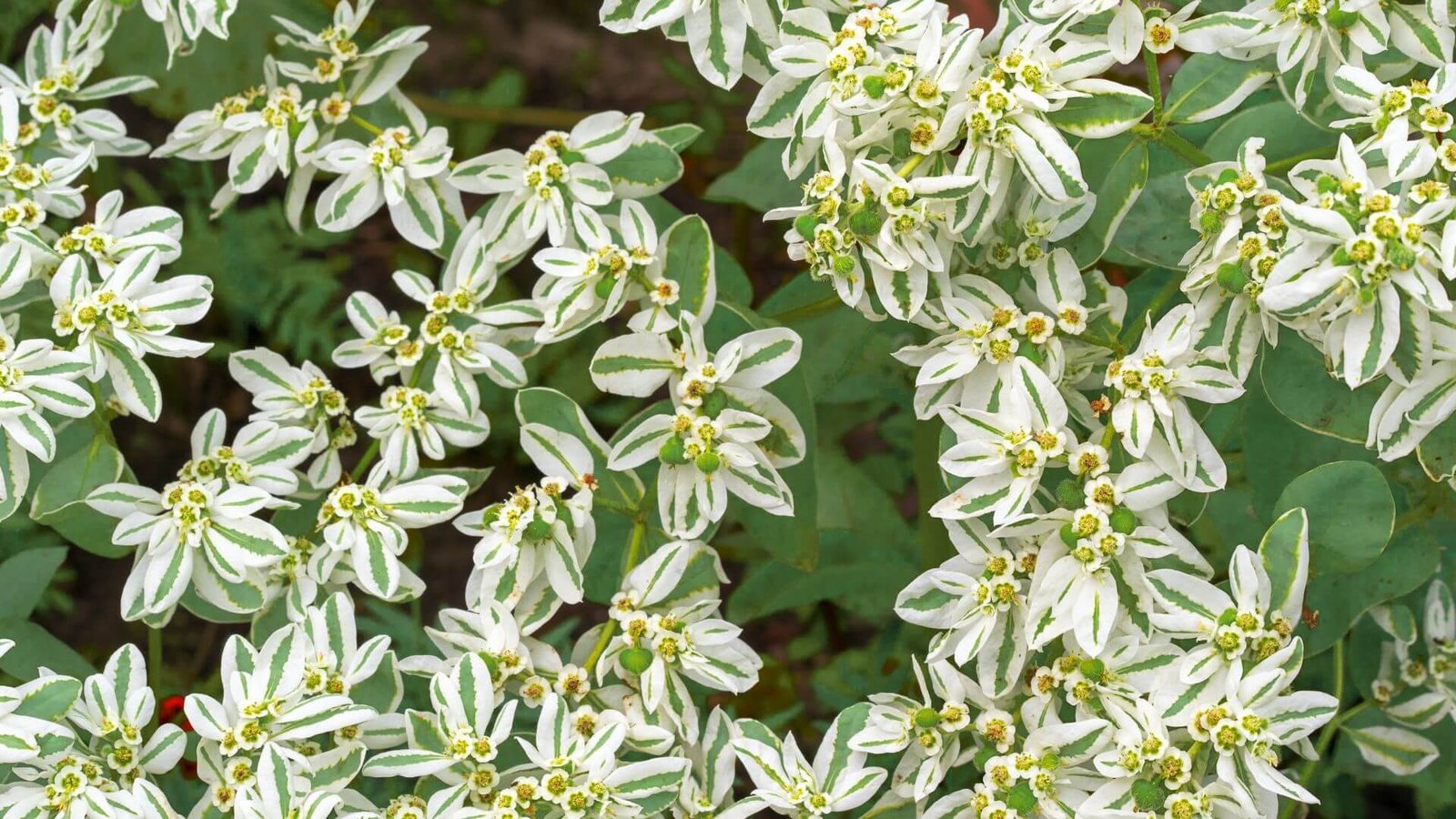 Žali lapai su baltais kraštais